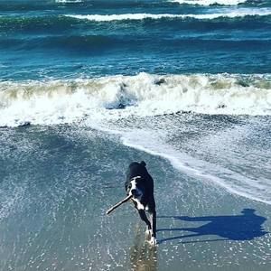 Meet your Posher, Cornelius